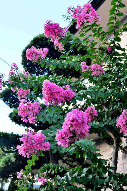 istock Japanese Crape Myrtle / Lagerstroemia indica in Full Bloom 1727919811