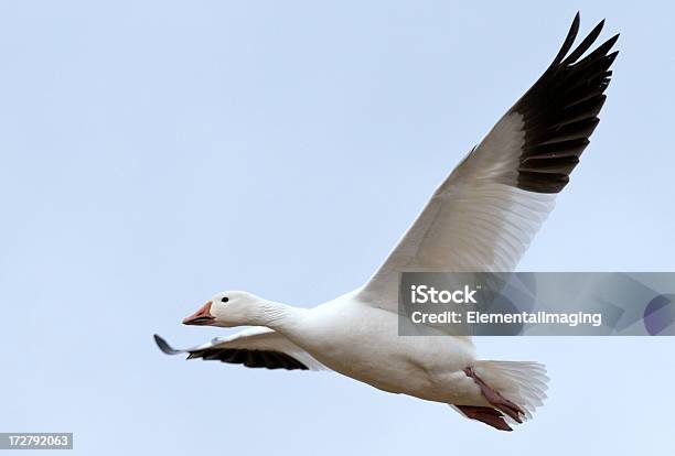 Белый Гусь В Полете — стоковые фотографии и другие картинки Bosque del Apache National Wildlife Reserve - Bosque del Apache National Wildlife Reserve, Белый, Белый гусь