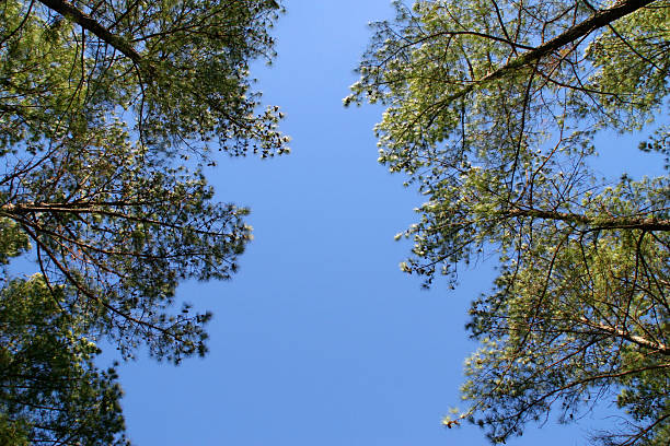 Sky and trees stock photo