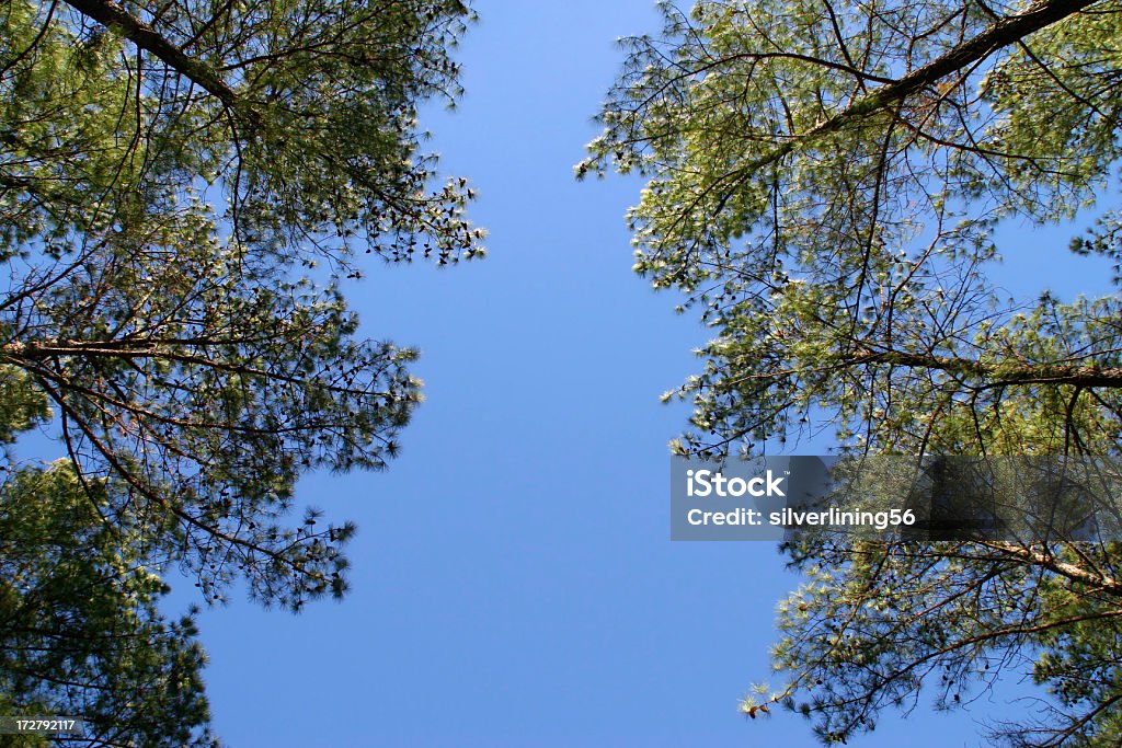 Céu e árvores - Foto de stock de Alto - Descrição Geral royalty-free