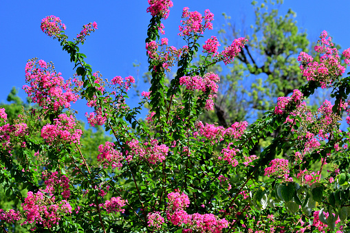 Bush of beautiful pink roses. Peony-shaped double rosebuds in the garden under the sun.