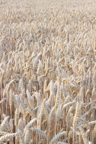 nahaufnahme von weizenähren, weizenfeld am julitag. erntezeit im sommer, ökologische landwirtschaft. hungerproblem in der welt. selektive fokussierung - wheat whole wheat close up corn on the cob stock-fotos und bilder