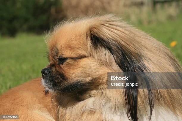 Tibetan Spaniel - Fotografie stock e altre immagini di Animale - Animale, Baffo - Parte del corpo animale, Cagnolino da salotto