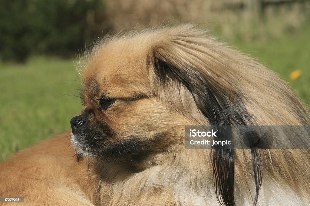 Tibetan Spaniel - Zbiór zdjęć royalty-free (Antropomorficzna twarz)