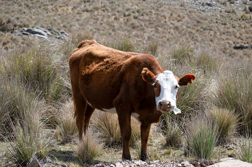 Cow eating plastic bottle. Pollution.