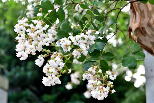 Crape myrtle is a deciduous tree or shrub, with especially handsome bark; the smooth gray outer bark flaking away to reveal glossy cinnamon brown bark beneath. Small white, red, pink or purple flowers are borne in clusters in early summer, often blooming again in late summer.