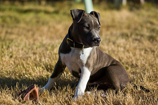 Cachorrinho com osso - foto de acervo