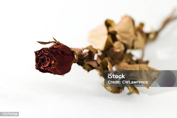 Getrocknete Rose Stockfoto und mehr Bilder von Abgestorbene Pflanze - Abgestorbene Pflanze, Alt, Blume