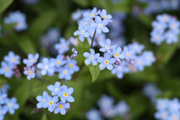 myosotis - forget me not flower flower head blue photos et images de collection