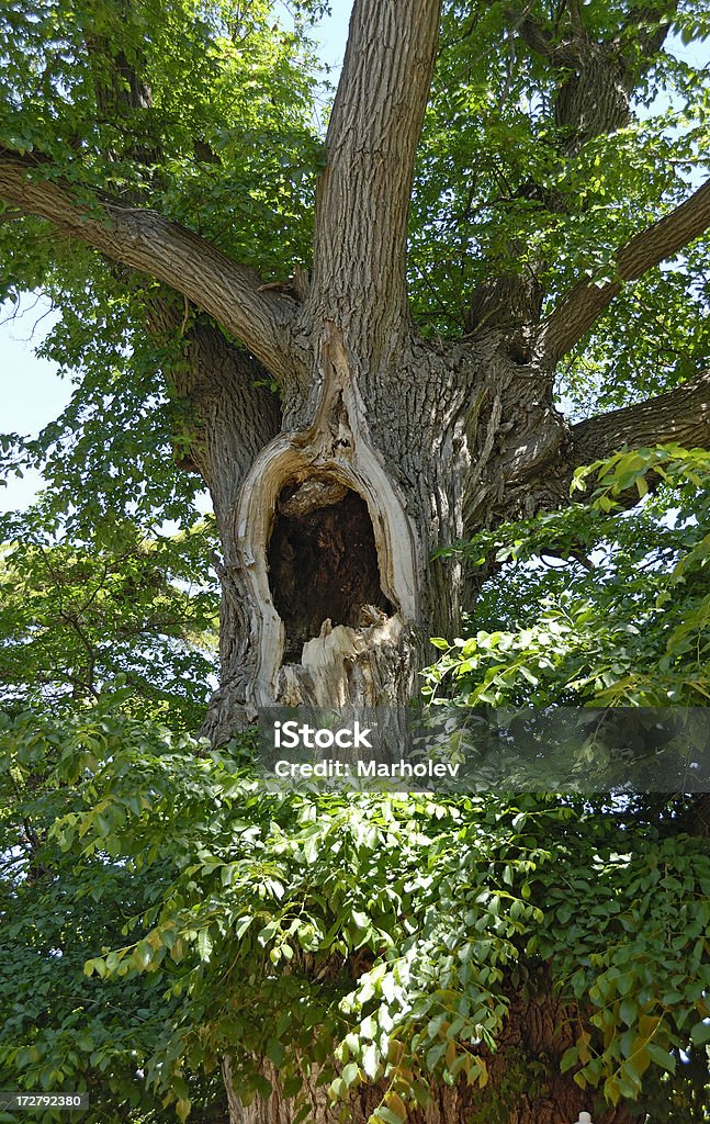 Árbol de hueco - Foto de stock de Cortina rompeviento libre de derechos