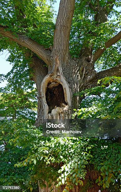 Hollow Tree - zdjęcia stockowe i więcej obrazów Chronić - Chronić, Jaskinia, Wiatrochron