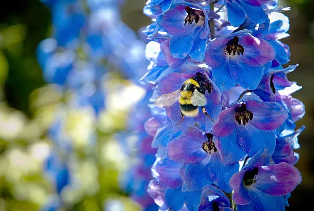 Royalty free stock photo of a bee collecting pollen from a Delphinium in an English garden.