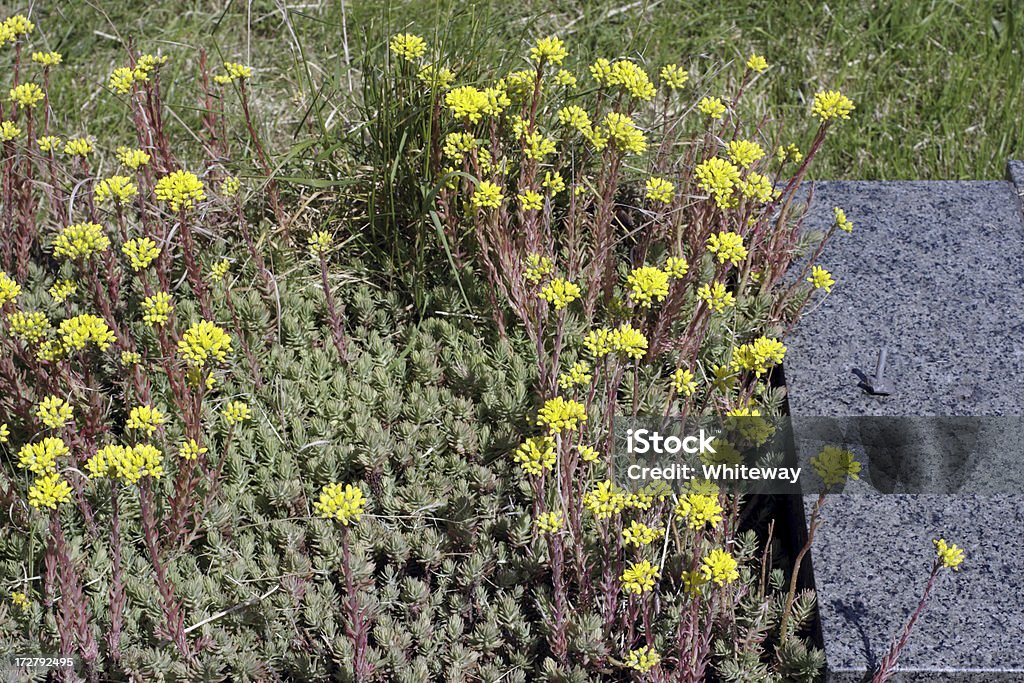 Analisi reflex stonecrop Sedum reflexum sfida trucioli - Foto stock royalty-free di Ambientazione esterna