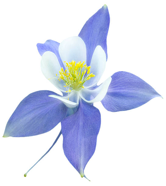 Columbine Isolated stock photo