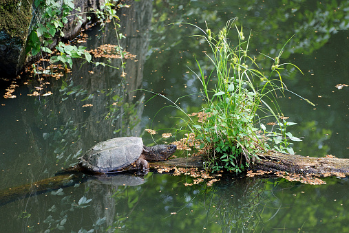 Taking a sun bath alongside the C&O Towpath.