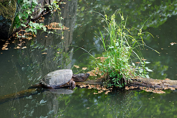Snapping Turtle stock photo