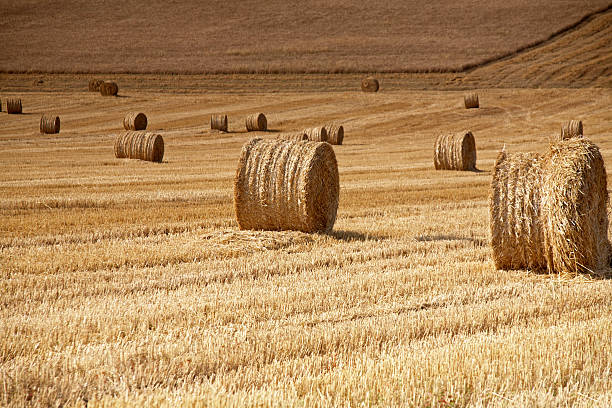 istock Roles of Hay 172792765