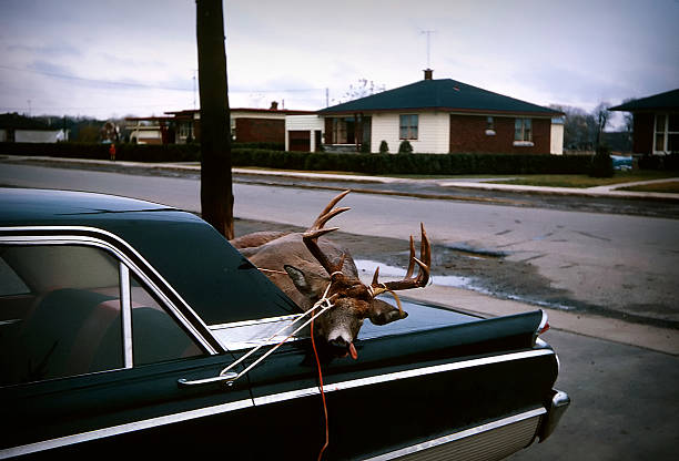 Deer hunting tied over a Mercury car in the 70's. Concepts; retro revival; kitsch; hunting. Outdoor photography.