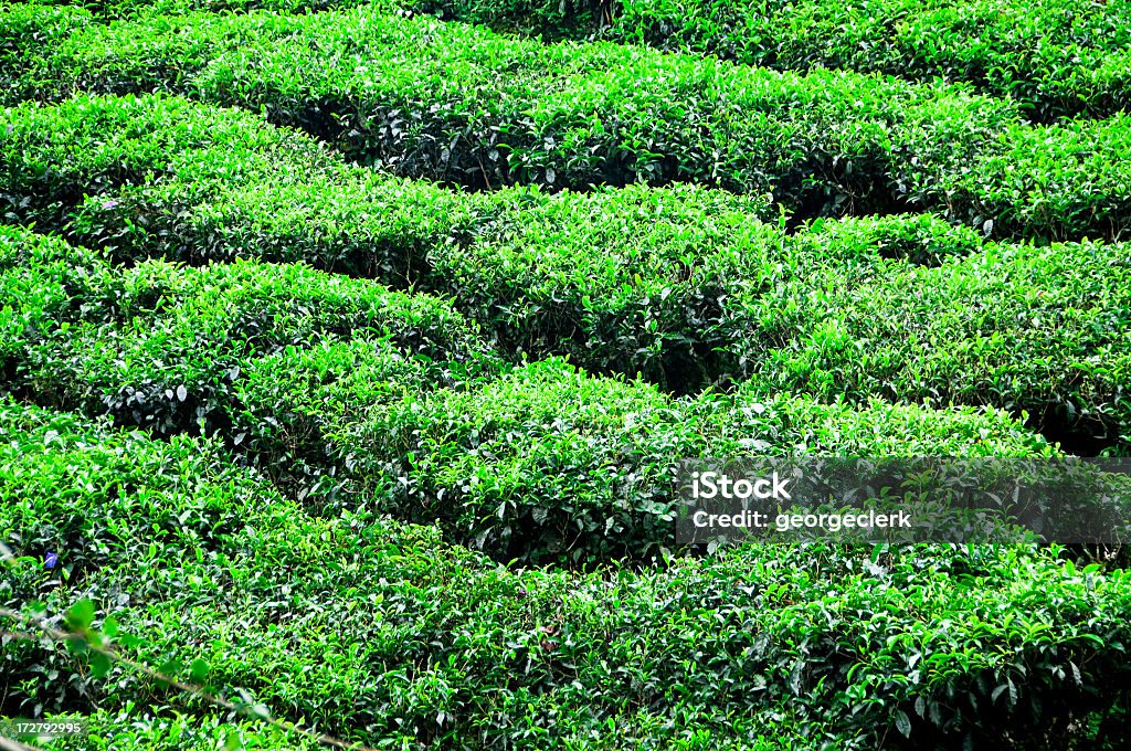 Sfondo di tè fresco - Foto stock royalty-free di Agricoltura