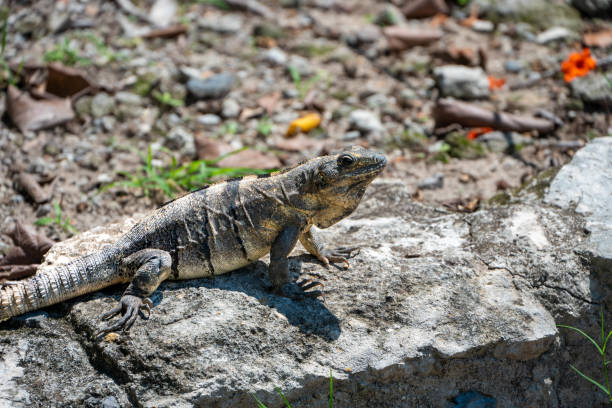 istock lizard is lying in the sun, mexico 1727930414