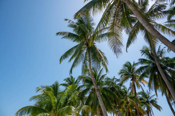 istock Palm trees on a tropical island 1727930956