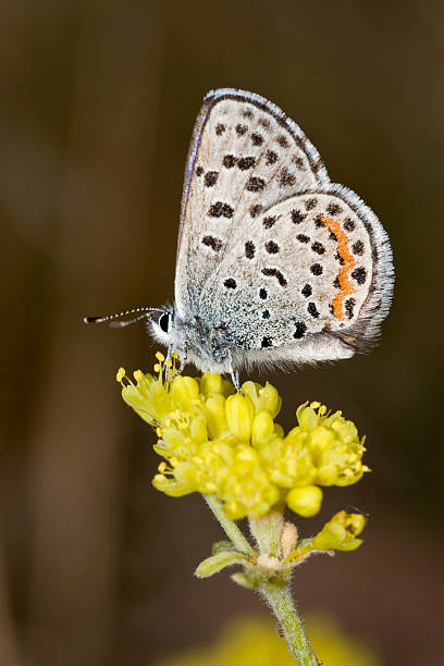 istock Tiny dotted blue butterfly on wildflowers, Colorado 172793289