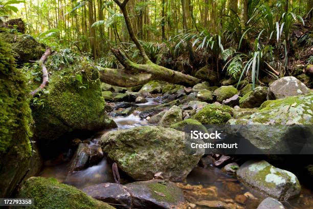 Rainforest Stock Photo - Download Image Now - Abandoned, Ancient, Animal Wildlife