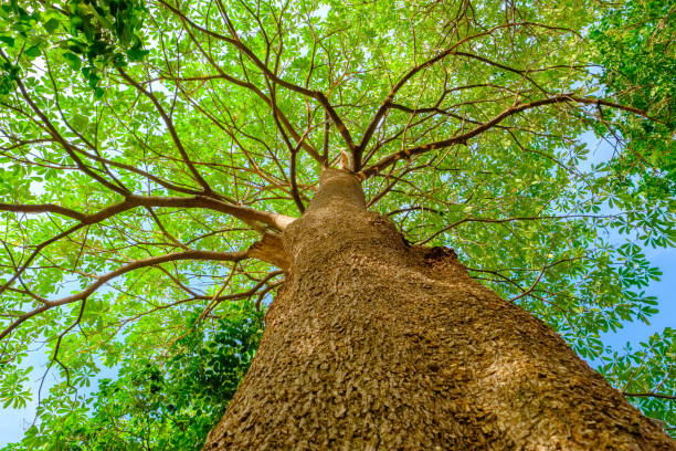 istock Branches of a Black Afara tree, growth, and environment concept 1727933698