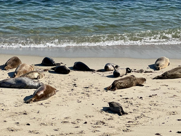 istock San Diego/Children's Pool La Jolla.Seals. 1727933756