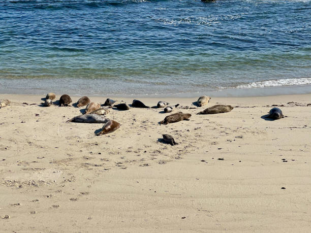 istock San Diego/Children's Pool La Jolla.Seals.Beach. 1727933757