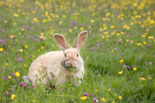 cute rabbit in a field of wild flowers