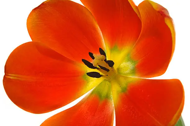 Photo of red tulip on white