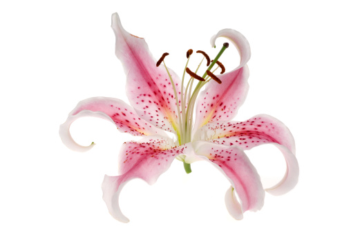 Lily (lat. Lilium) - the genus of plants of the family of Lily (Liliaceae). Lily blooms in the garden.