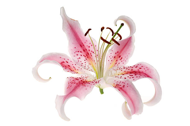 Lily flower isolated on white A pink and white lily alstroemeria stock pictures, royalty-free photos & images