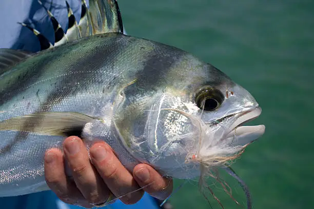 Roosterfish (Pez Gallo) caught on a fly in the Sea of Cortes, East Cape, Baja California Sur.