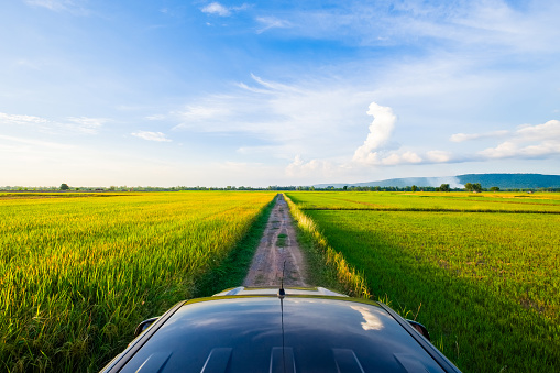 Perspective view from the roof of a pick-up truck, driving in the rice farm through a small dirt road
