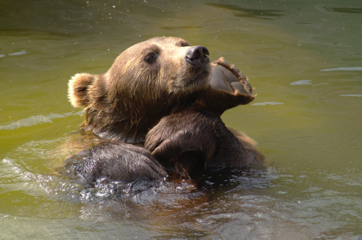 European brown bear playing in the pool