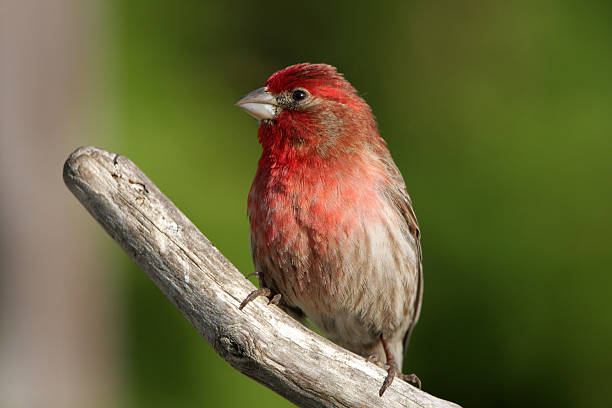 istock House Finch - Male 172793723