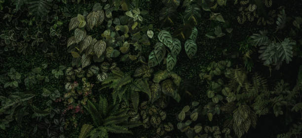 istock abstract green leaf texture, tropical leaf foliage nature dark green background 1727939436
