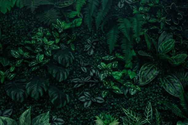istock abstract green leaf texture, tropical leaf foliage nature dark green background 1727939440