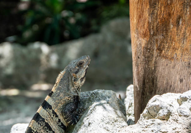 a huge lizard is enjoying some rays of sun on a ancient maya ruin, mexico