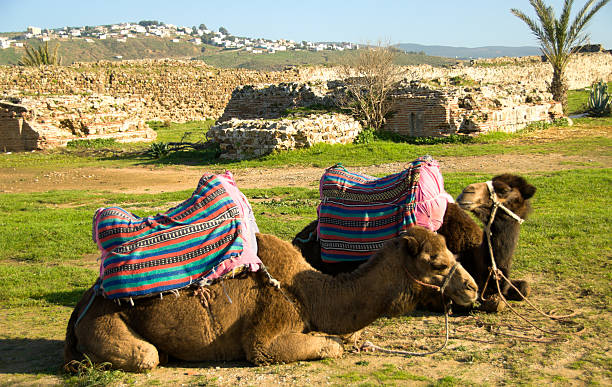 istock Camels for hire, Tangiers 172794109