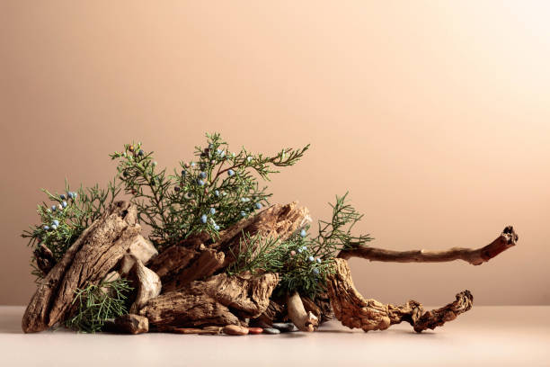 istock Abstract nature scene with a composition of juniper and dry snags. 1727943330