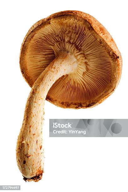 Cogumelo Shiitake Cogumelo Comestível Alimentos Vegetais De Cultura Japonesa - Fotografias de stock e mais imagens de Alimentação Saudável