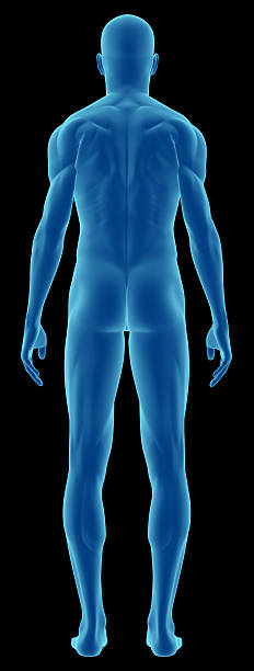 istock Human body of a man for study 172794500
