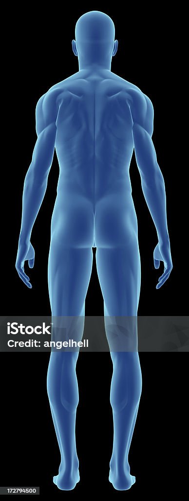 Human body of a man for study "Human body of a man for study, on reaw front view, great to be used in medicine works and health. Isolated on a black background." Adult Stock Photo