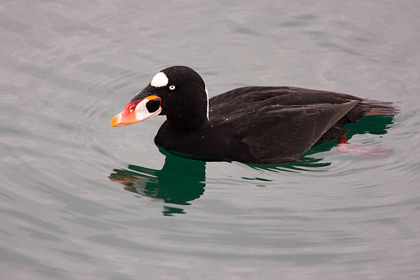 Top view of a surf scoter.