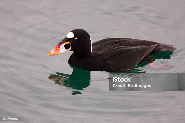 Negroladelunetasavedomar - Fotografias de stock e mais imagens de Negrola-de-lunetas - Negrola-de-lunetas, Animal, Ave aquática