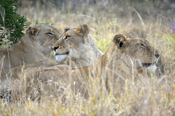 istock Three female lions laying in the grass 172794856