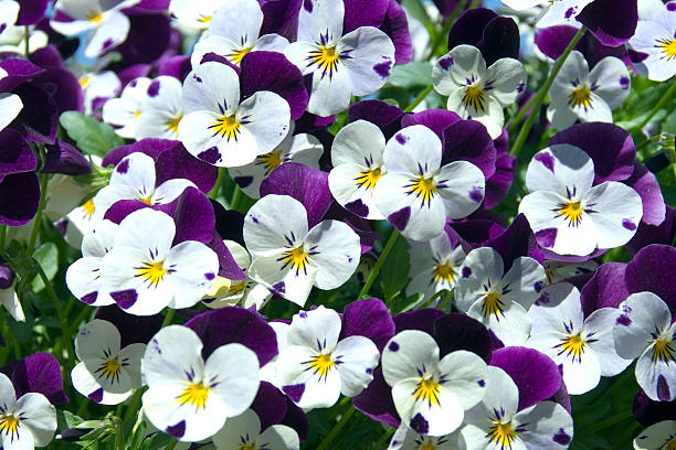 Pansies Background of pansies. viola tricolor stock pictures, royalty-free photos & images